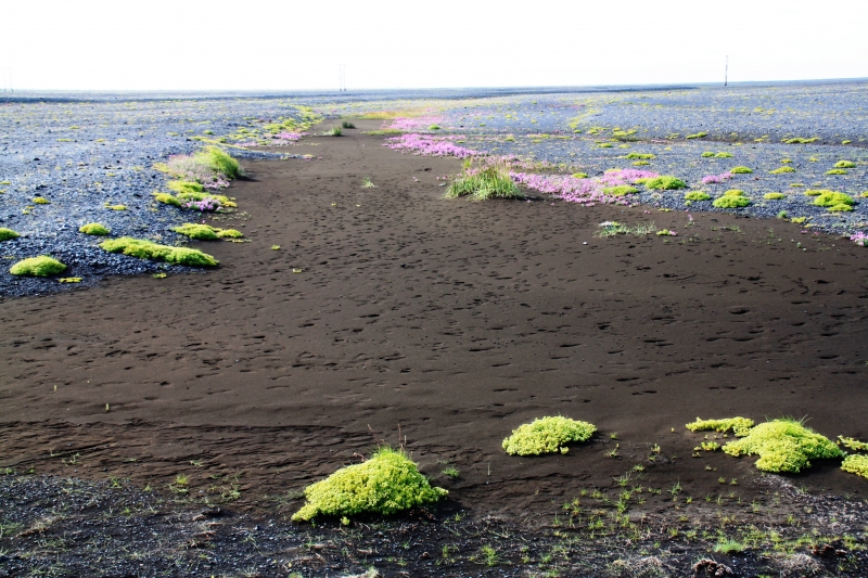 IJsland (342)