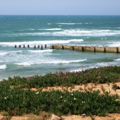 Israel (32)
