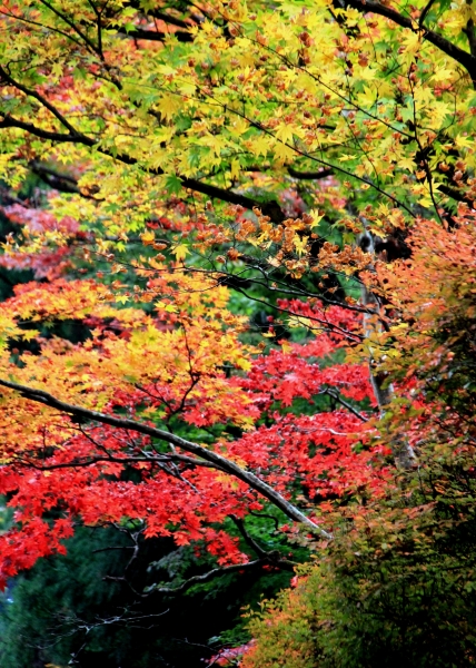 Japan (122)