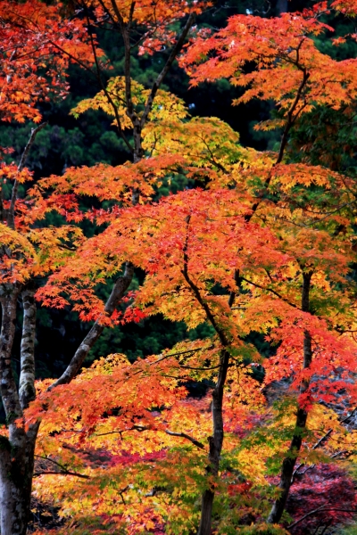 Japan (123)
