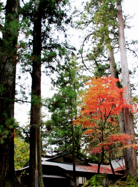 Japan (131)