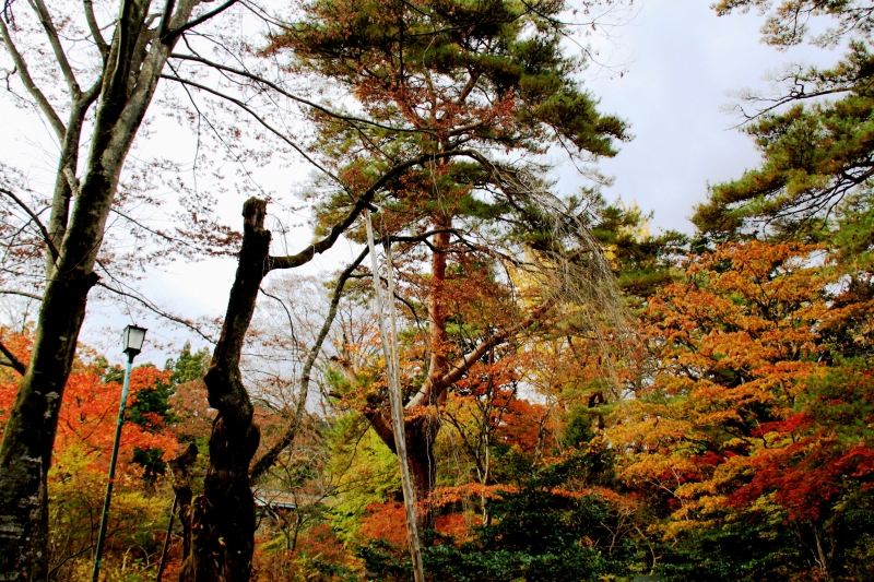 Japan (145)