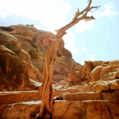 Jordanie (41)
