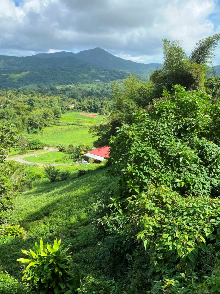 Martinique-31