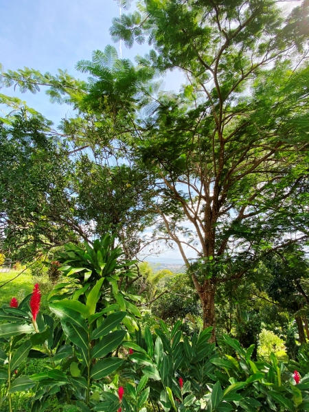 Martinique-33