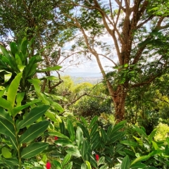 Martinique-32