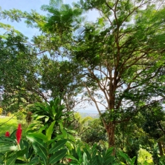 Martinique-33