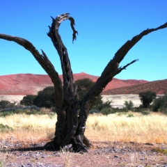Namibie (32)