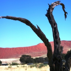 Namibie (33)