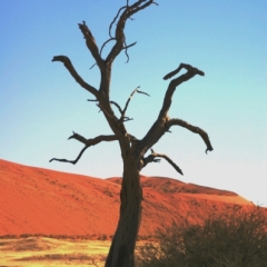 Namibie (34)