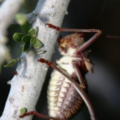 Namibie (51)