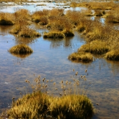 Noord Chili (384)