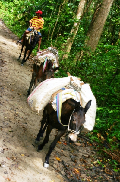 Noord Colombia (115)