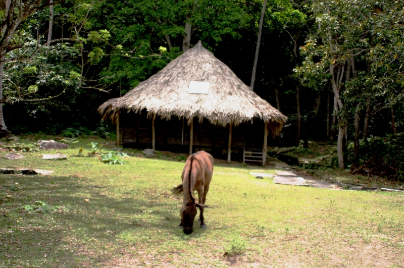 Noord Colombia (44)