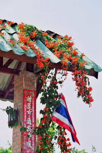 Noord Thailand (205)