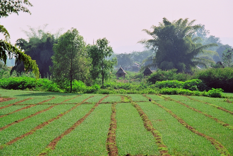 Noord Thailand (222)