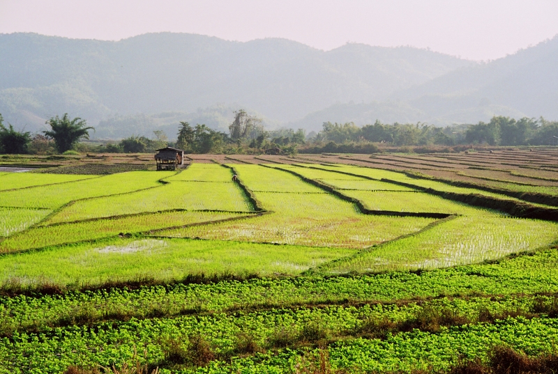 Noord Thailand (223)
