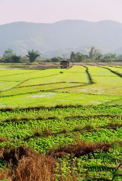 Noord Thailand (224)
