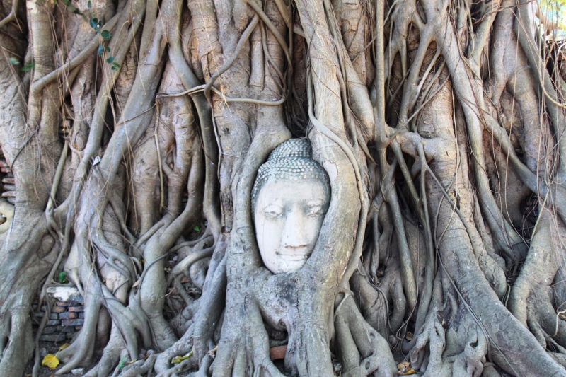 Noord Thailand (62)