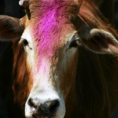 Noord West India (38)