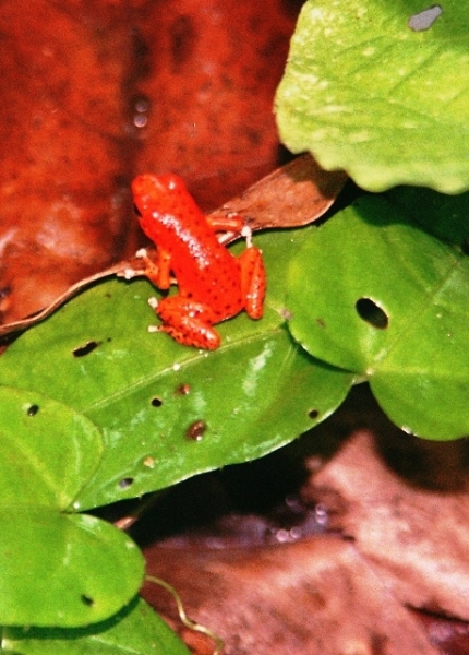 Panama (11)