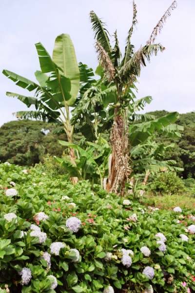 Panama (17)