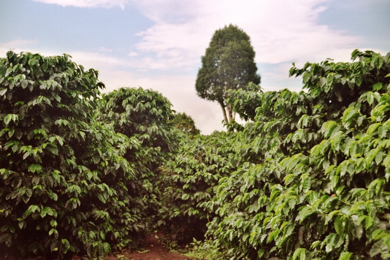 Panama (20)