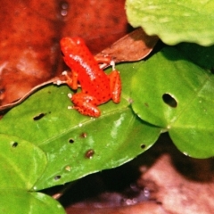Panama (11)