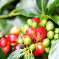 Panama (13)