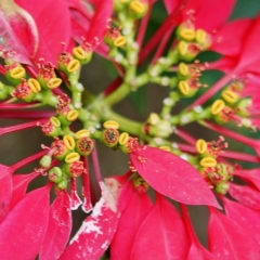 Panama (14)