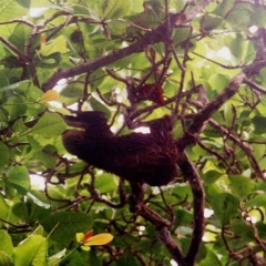 Panama (4)