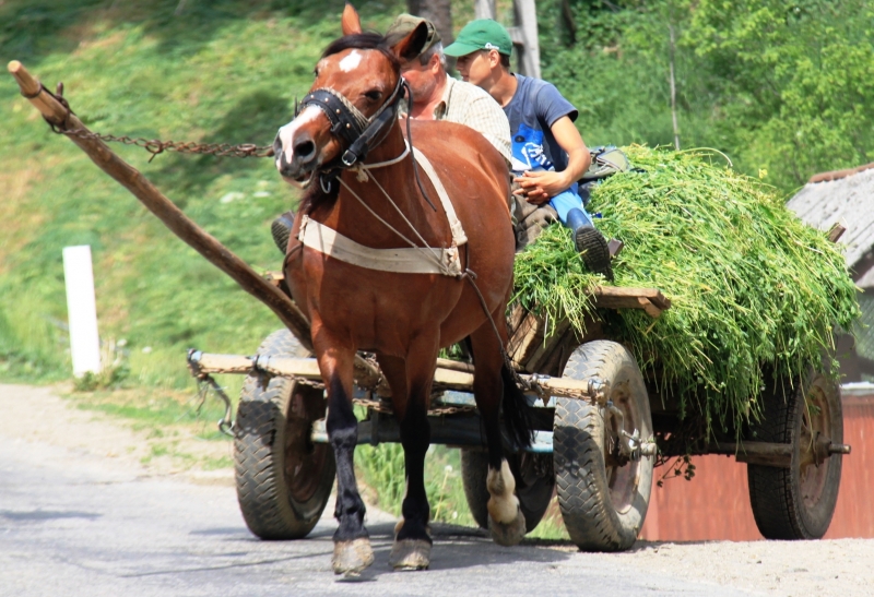 Roemenië (20)