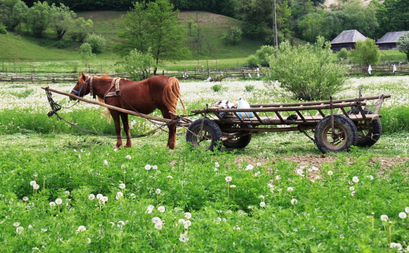 Roemenië (30)