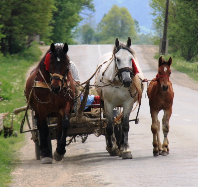 Roemenië (32)