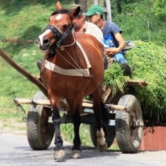 Roemenië (20)