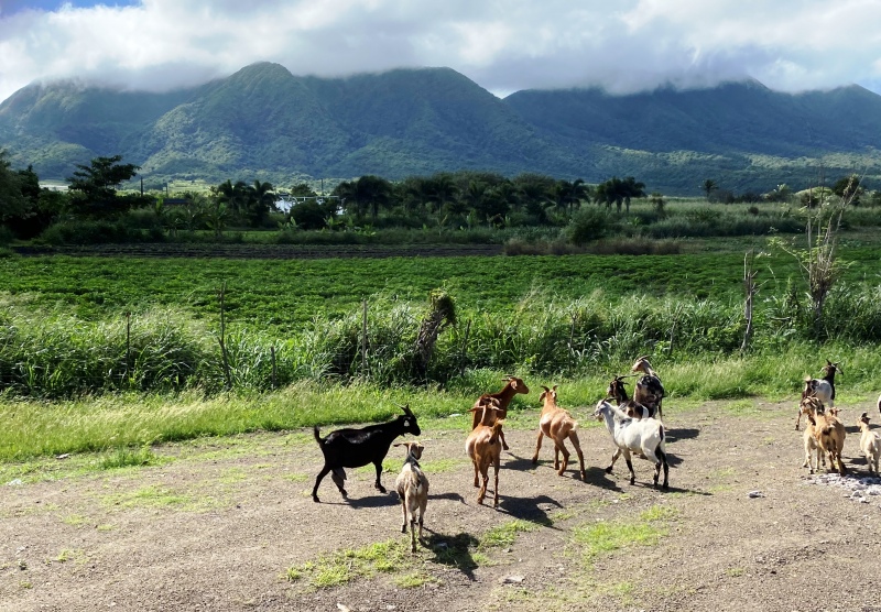 Saint-Kitts-Nevis-97