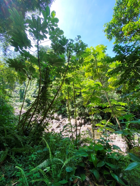 Saint-Vincent-Grenadines-17