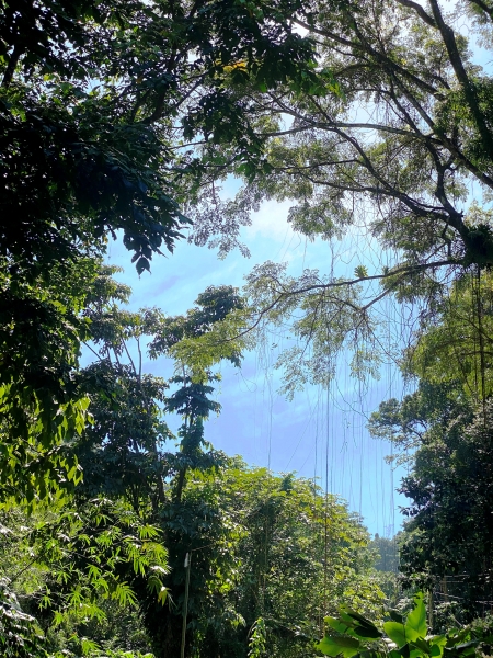 Saint-Vincent-Grenadines-2