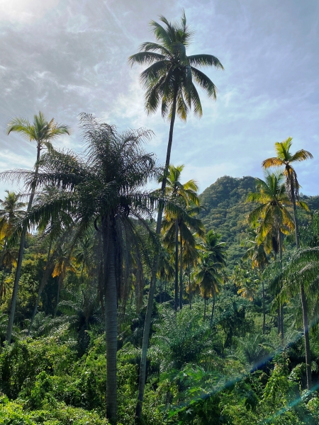 Saint-Vincent-Grenadines-25