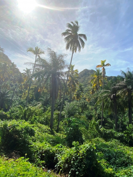 Saint-Vincent-Grenadines-26