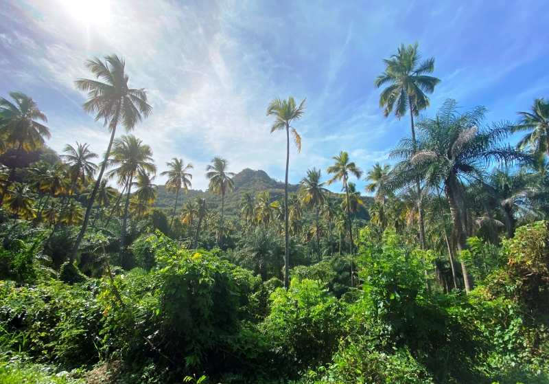 Saint-Vincent-Grenadines-28