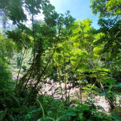 Saint-Vincent-Grenadines-17