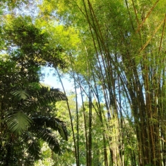 Saint-Vincent-Grenadines-19