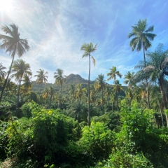Saint-Vincent-Grenadines-28