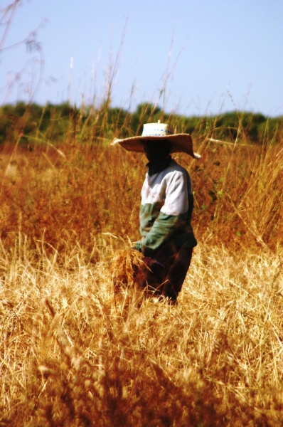 Senegal (108)