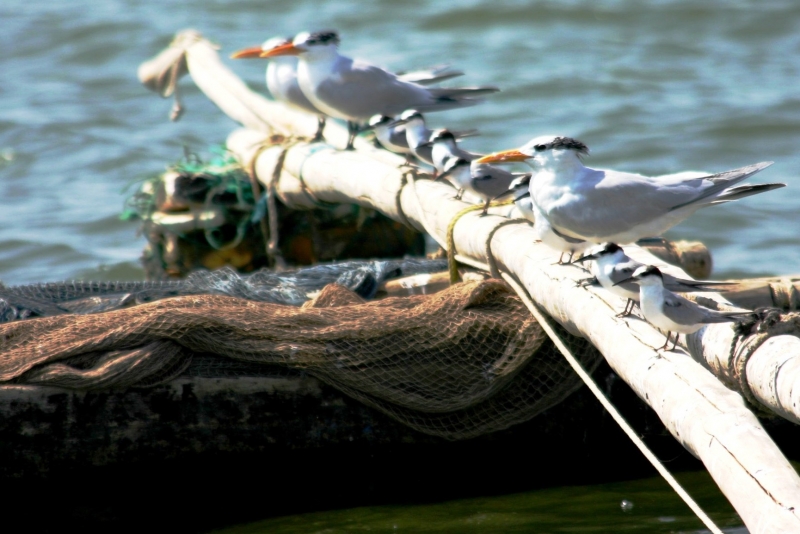 Senegal (12)