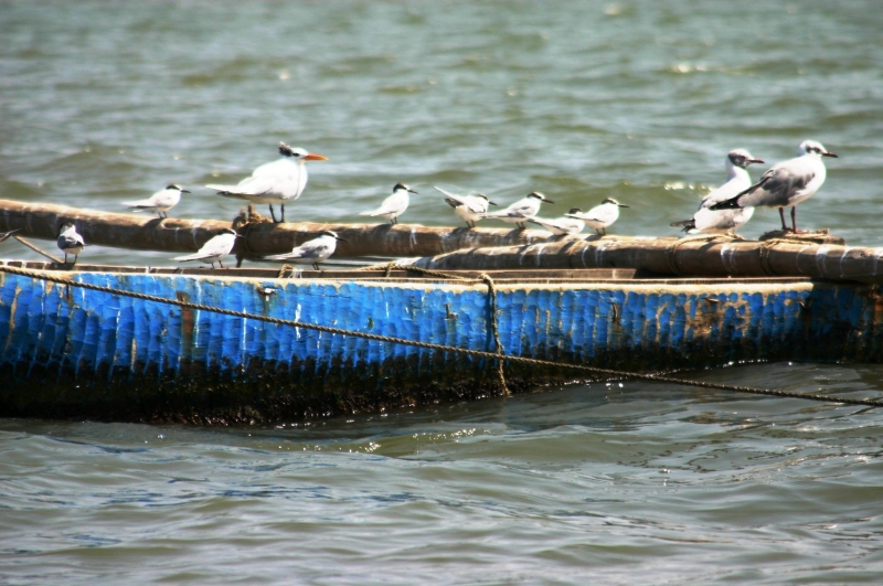 Senegal (13)