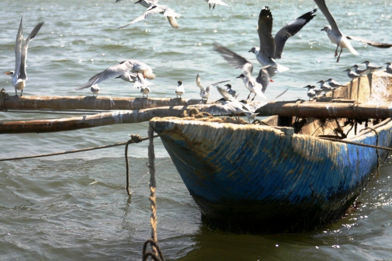 Senegal (14)