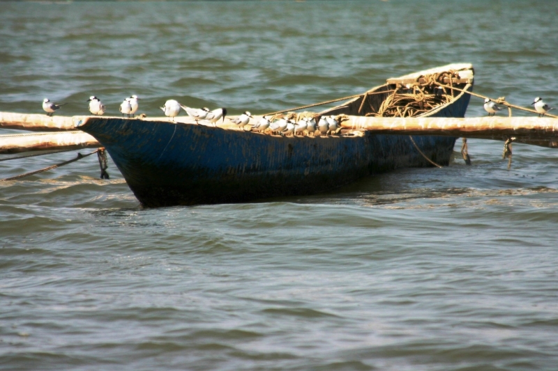 Senegal (16)