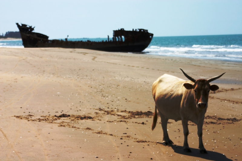 Senegal (54)